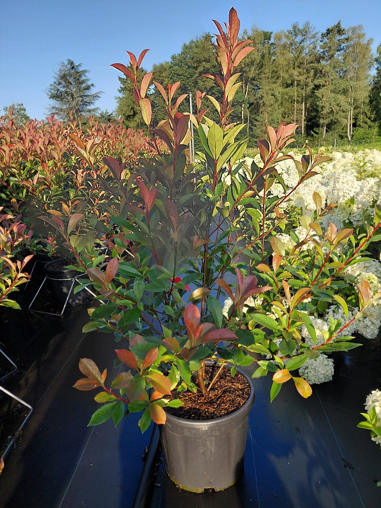 Photinia fras. Carre Rouge