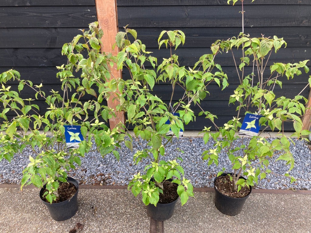 Picture of Trolley Deal 2024 Cornus kousa in 3 varieties P26 (7.5 Ltr) F.O. (039)