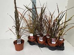 Picture of Phormium in varieties P15