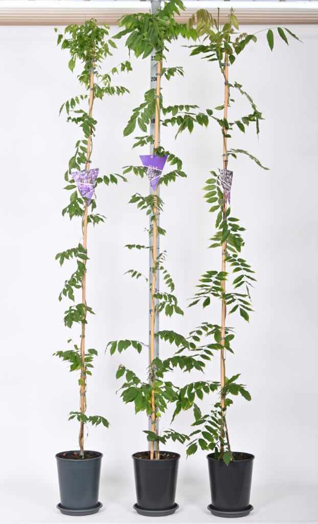 Picture of Trolley Deal 2024 Wisteria in varieties C7 175/200 one shoot F.O. (175)