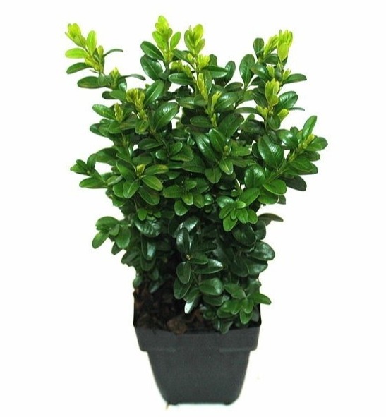 Picture of Buxus sempervirens P11