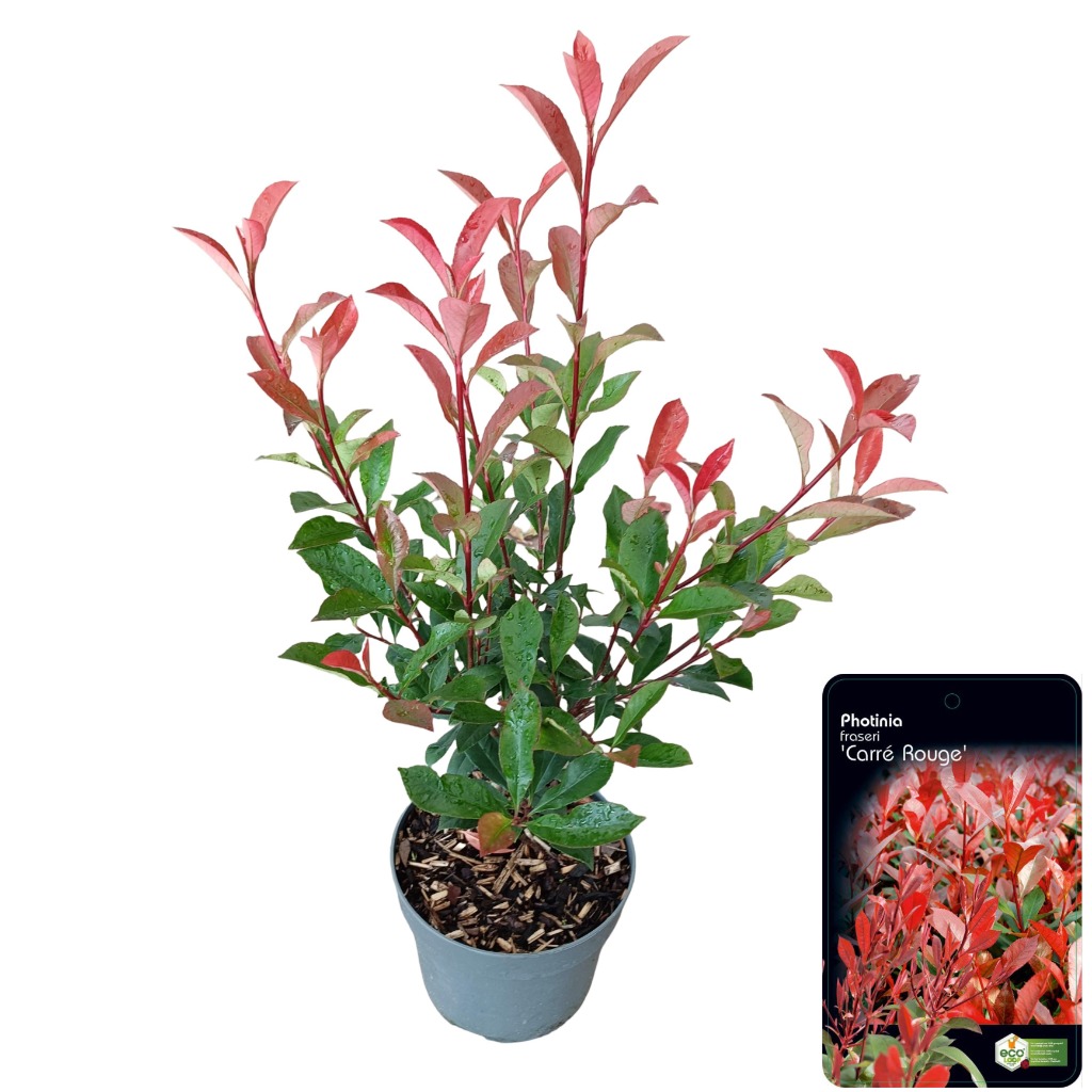 Picture of Photinia fras. Carre Rouge P17 (2 Ltr)