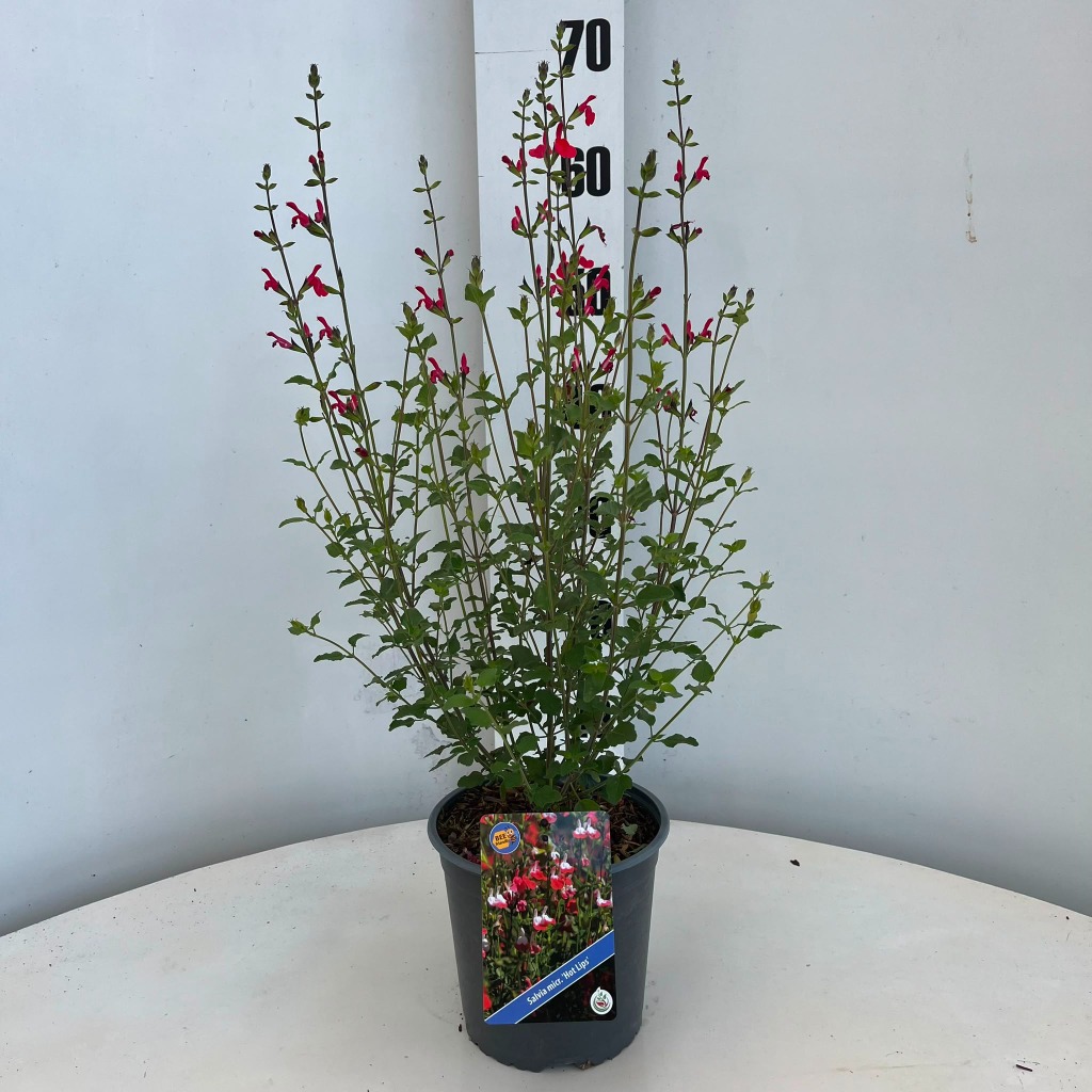 Salvia mic. Hot Lips