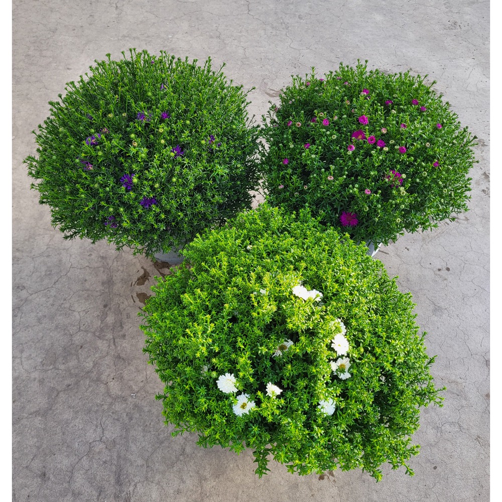 Obrazek Aster dumosus in varieties P21/4 Ltr 50-CM