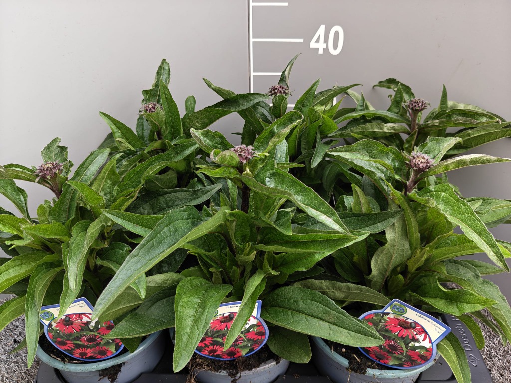 Echinacea Red