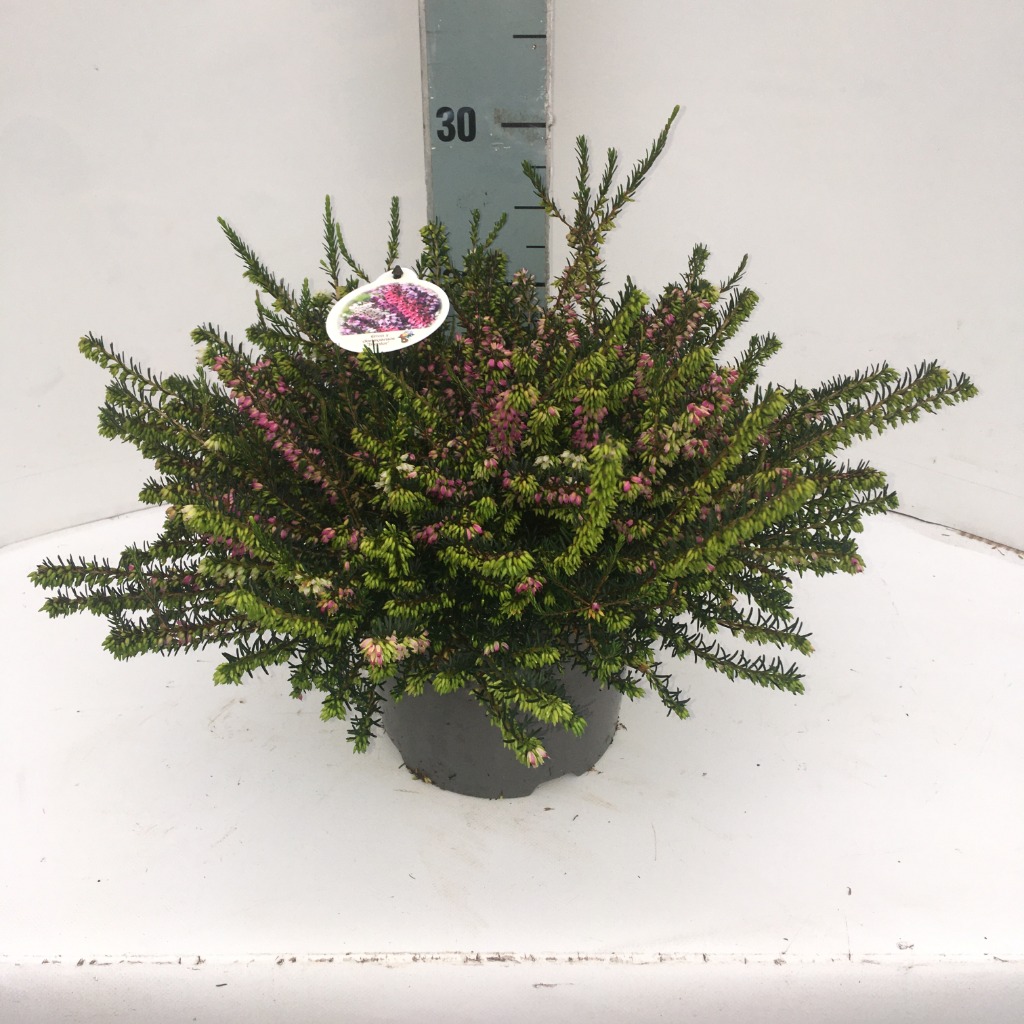 Picture of Erica darlyensis Tricolor P19 (3 Ltr)