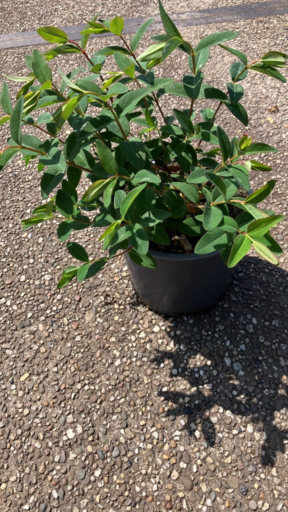 Hypericum Hidcote