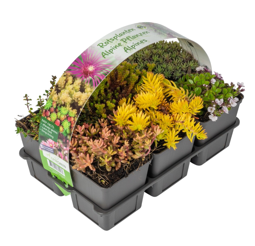 Picture of Alpines in varieties 6-PACKS