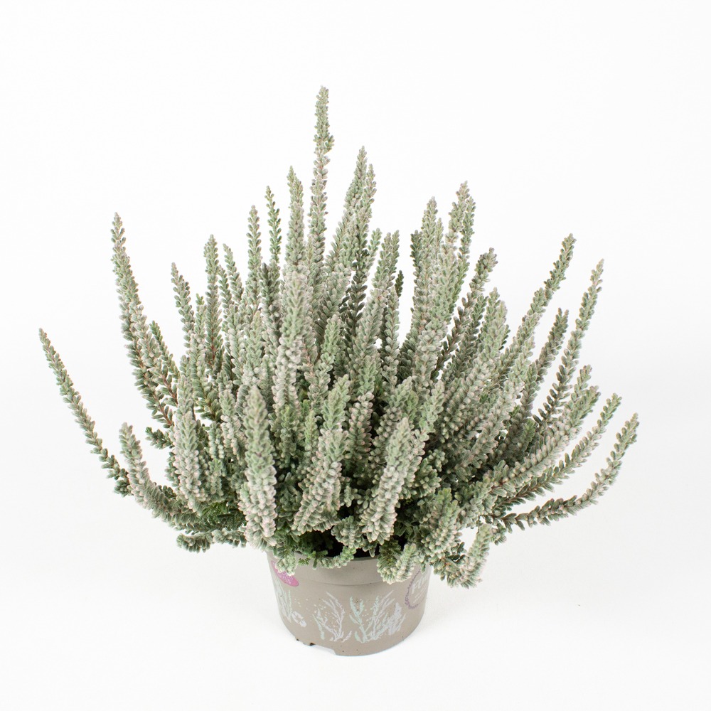 Obrazek Calluna Garden Girls Twin Fluffy Athene P11 20-25CM