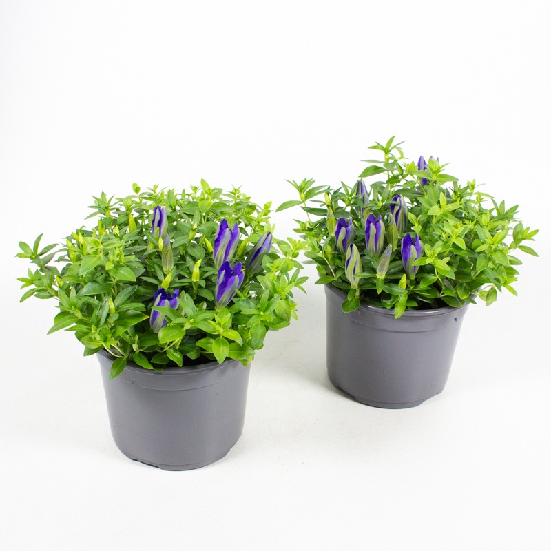 Picture of Gentiana acaulis Louis Easy Blue P13 20-CM