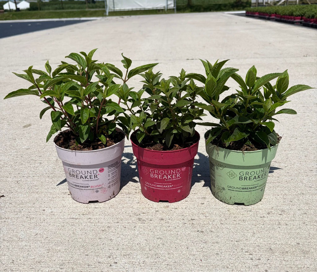Hydrangea pan. Groundbreaker in varieties
