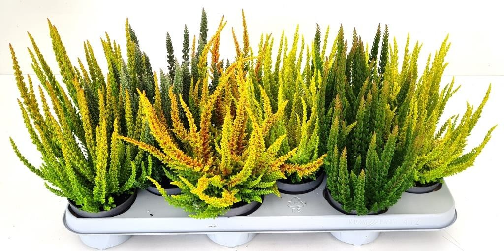 Picture of Calluna Beauty Ladies Skyline in varieties P9.5 15-CM