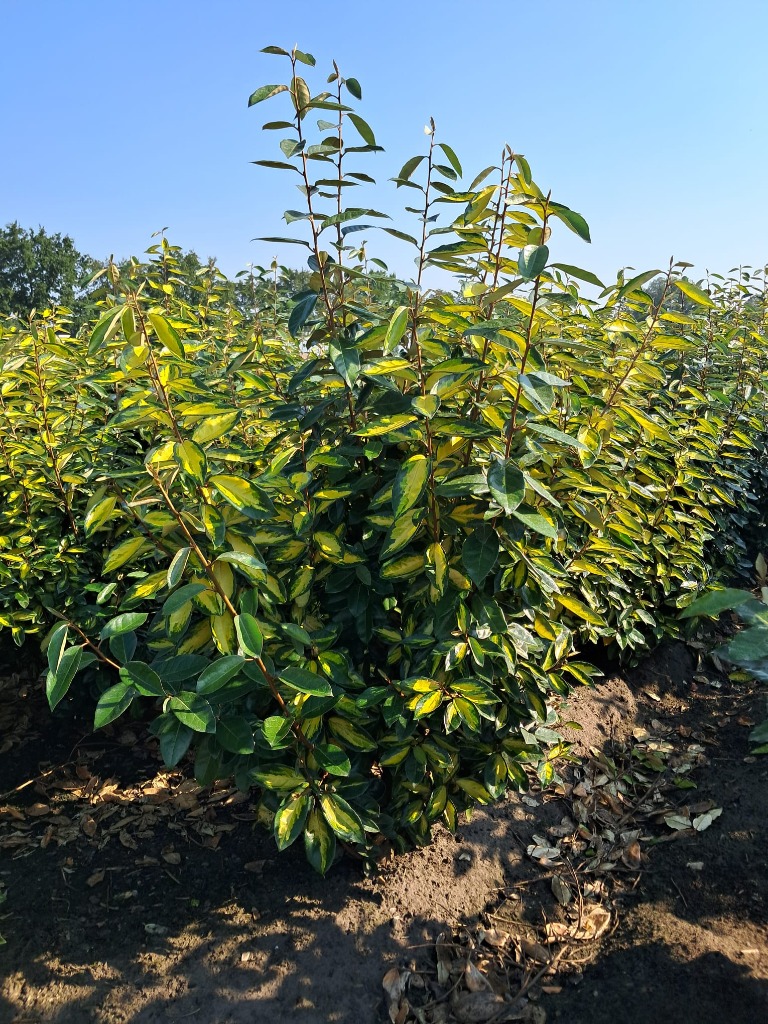 Picture of Elaeagnus ebbingei Limelight ROOTBALL/JUTE 80/100CM