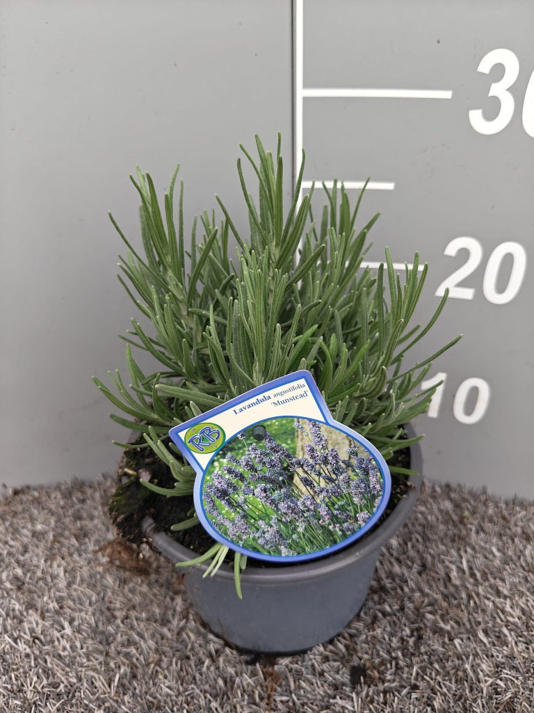 Lavandula ang. Munstead