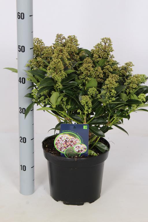 Picture of Skimmia japonica Fragrant Cloud P23 (5 Ltr) 15-FLOWERS