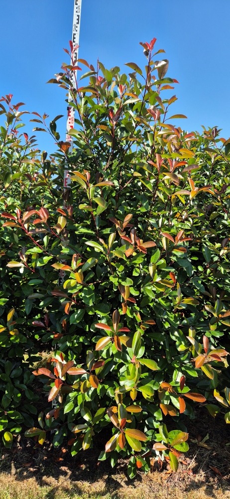 Picture of Photinia fr. Red Robin EXTRA ROOTBALL 200/225cm