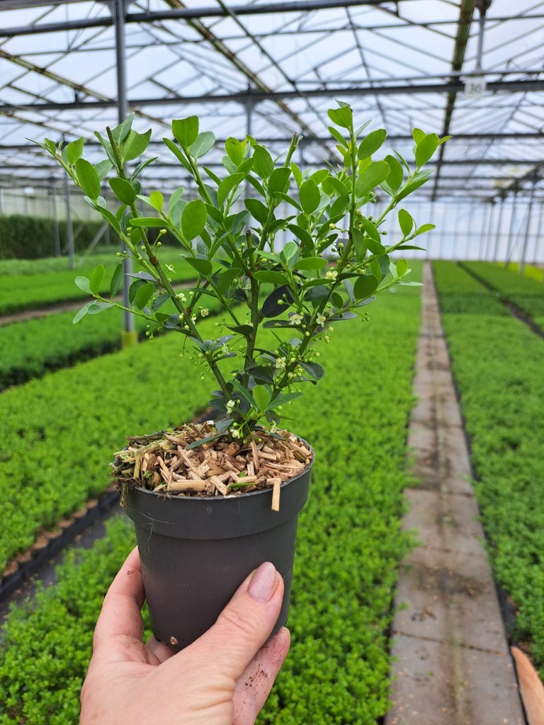Ilex cr. Green Hedge