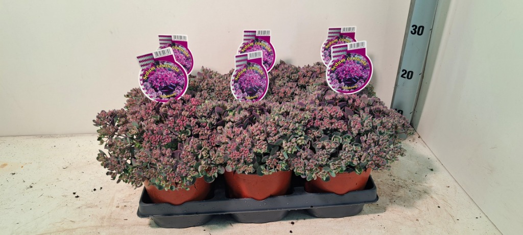 Picture of Sedum cauticola Lidakense P15