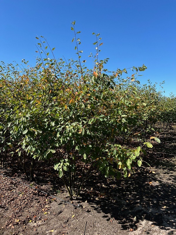 Obrázek Amelanchier Lamarckii ROOTBALL 200/250-MULTISTEM