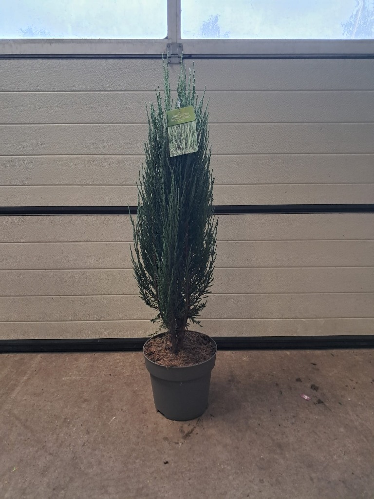 Picture of Juniperus scop. Blue Arrow POTTED P32 (15 Ltr) 90-100 cm