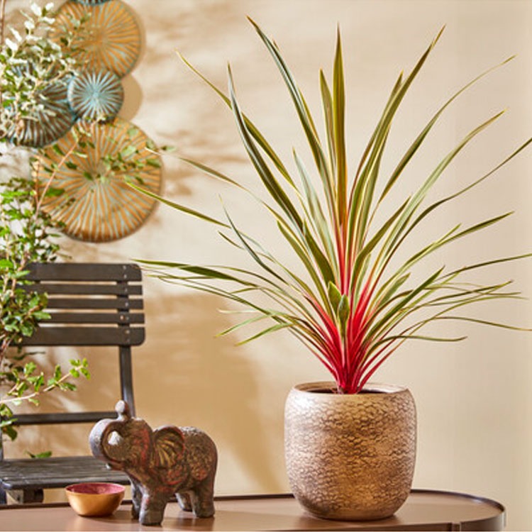 Picture of Cordyline magic Star (ETD2025.April) NEW P17 (2 Ltr)