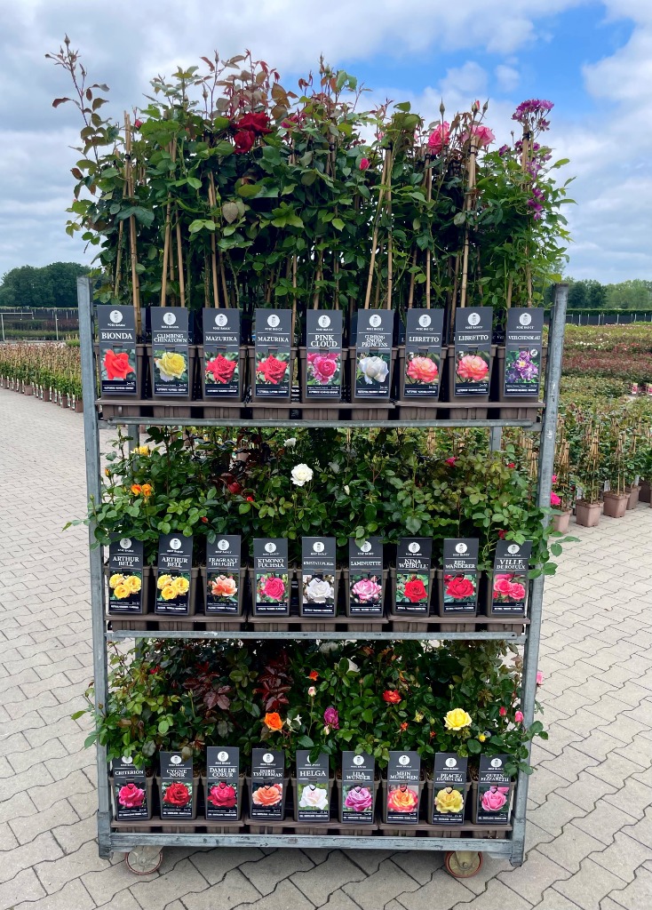 Picture of Trolley Deal 2024 Rosa in 6 varieties P19 (3 Ltr) J6