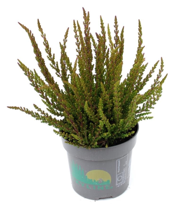 Picture of Calluna beauty ladies Skyline Pretoria (bronze) P11 20-CM