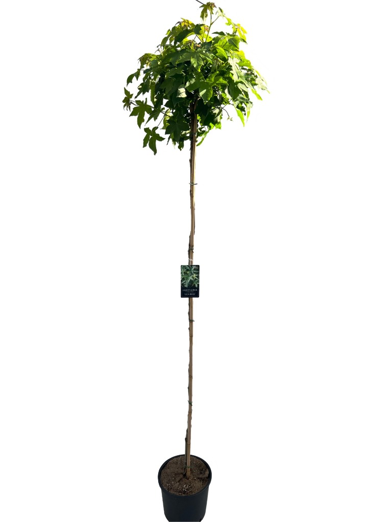 Picture of Liquidambar styr. Gum Ball P32 (15 Ltr) 180/STD