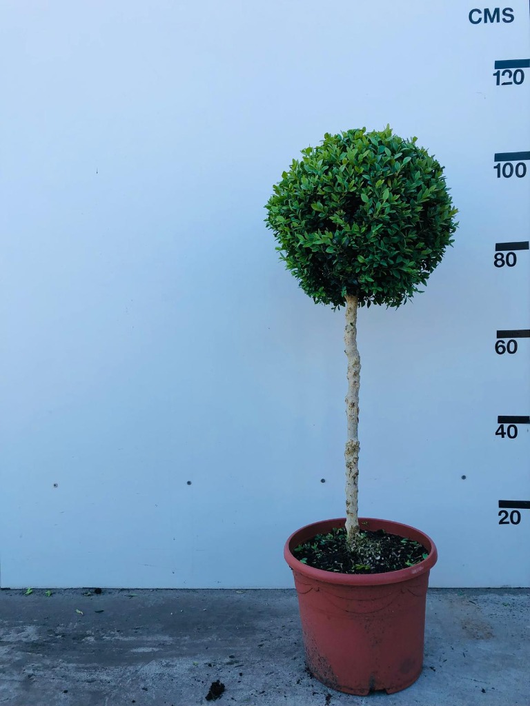 Buxus sempervirens