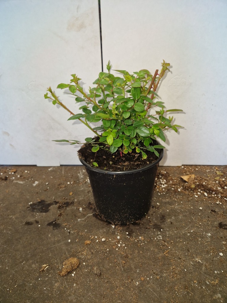 Rosa The Fairy yellow