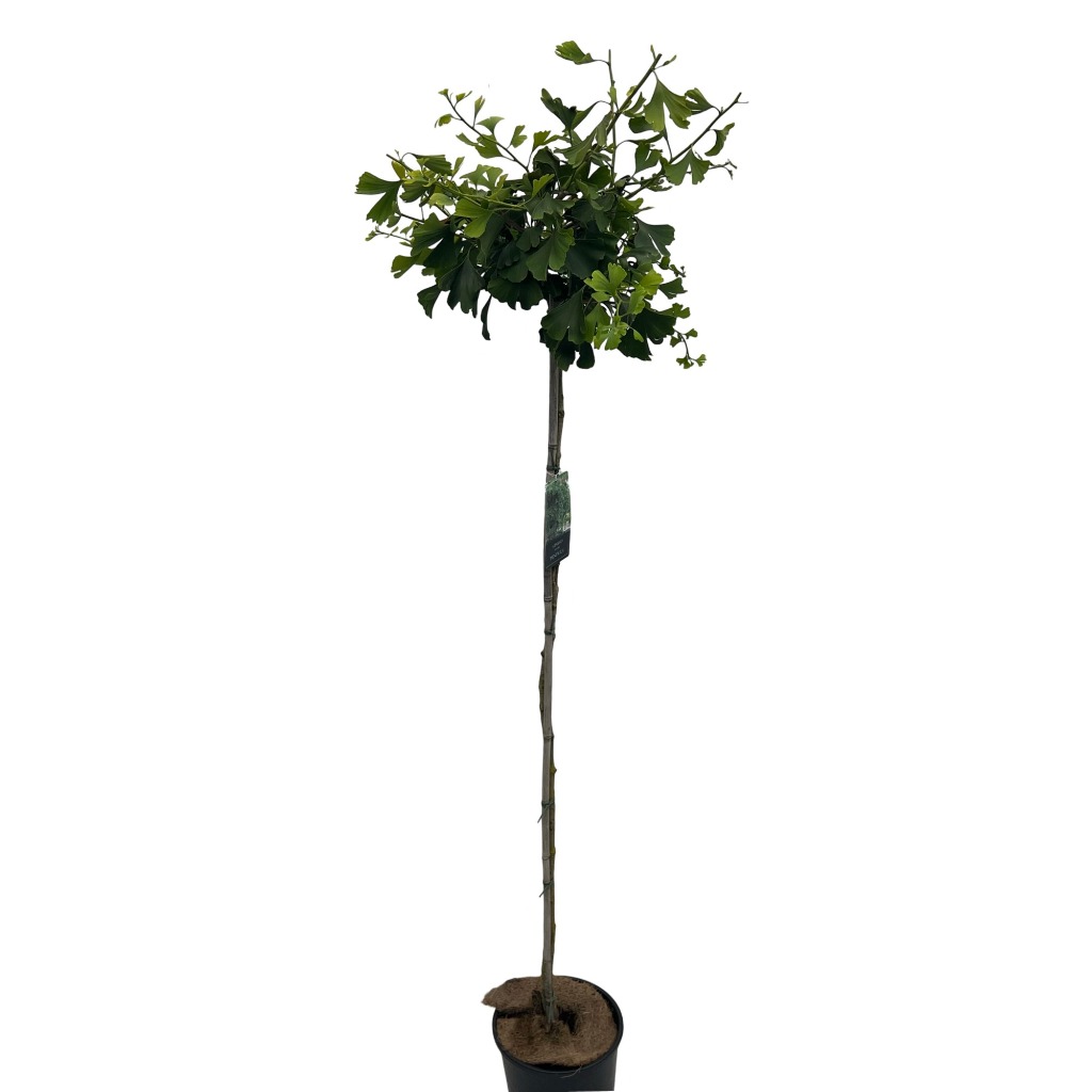 Picture of Ginkgo biloba Pendula P29 (10 Ltr) 150/STD