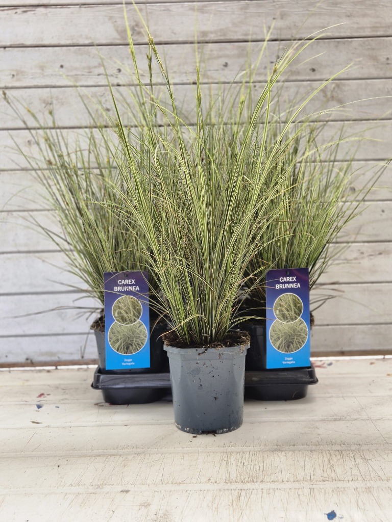Picture of Carex brunnea Variegata P17 (2 Ltr)