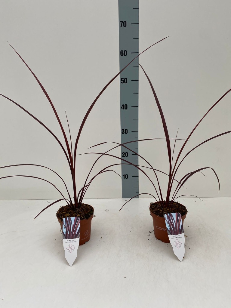 Picture of Cordyline australis Festival Burgundy P12