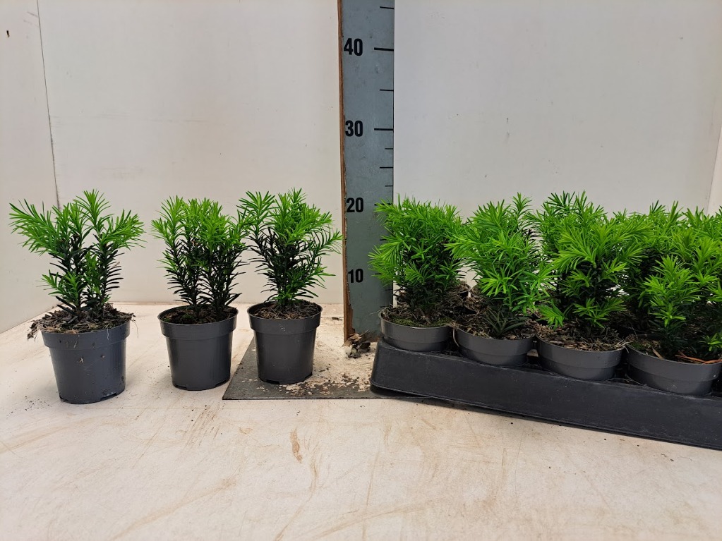 Taxus med. Hicksii
