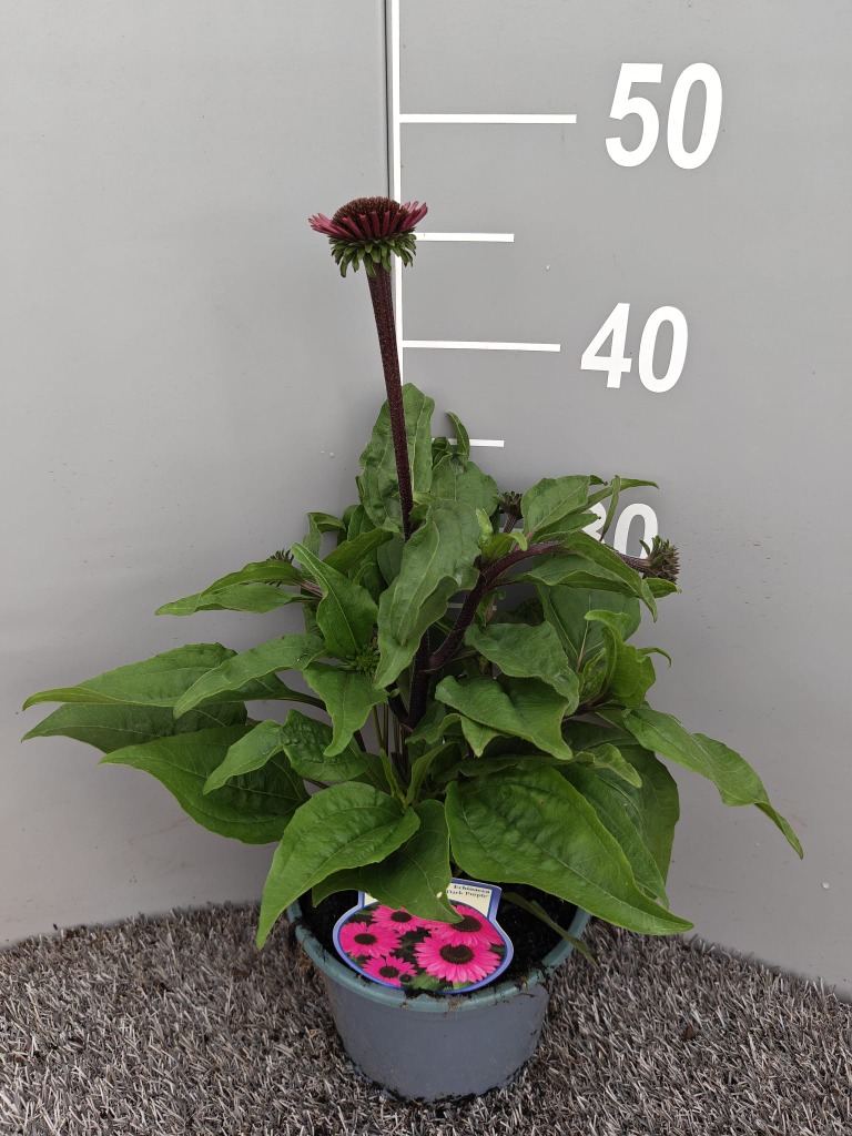 Echinacea Dark Purple