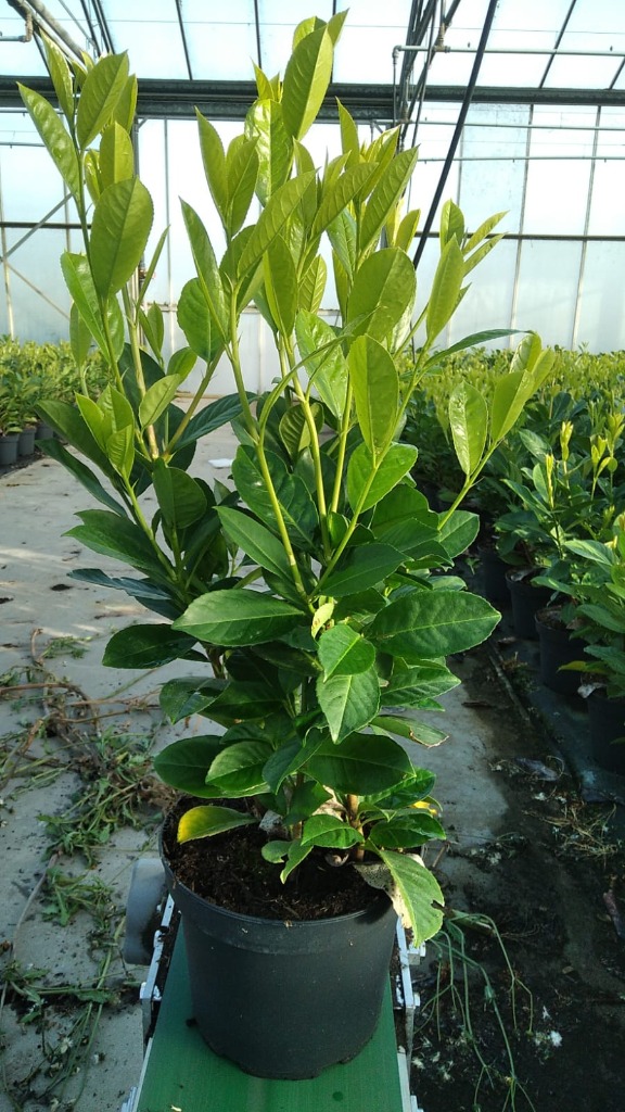 Picture of Trolley Deal Prunus laur. Rotundifolia P23 (5 Ltr) 60/80