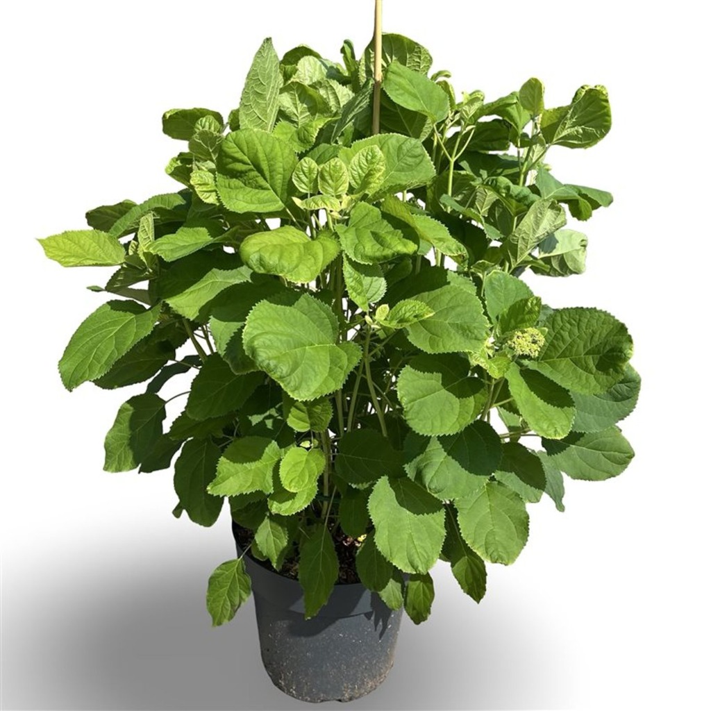 Picture of Hydrangea arb. Annabelle P30 (12 Ltr) 80/100CM