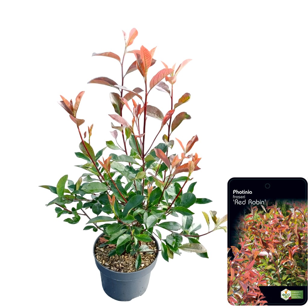 Picture of Photinia fras. Red Robin P23 (5 Ltr)