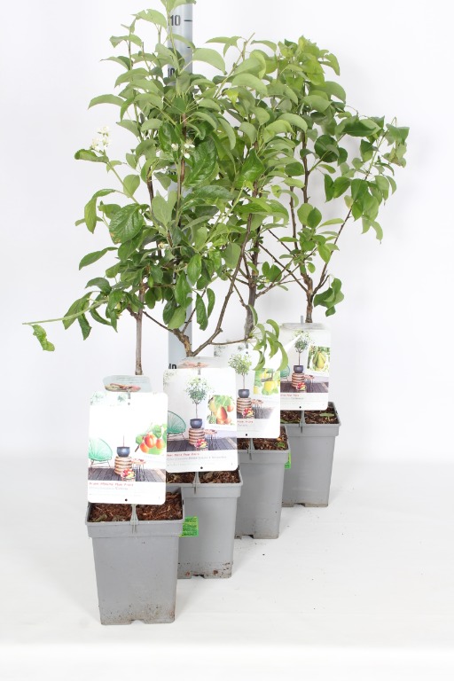 Picture of Fruit patio in varieties P18-(5-LTR/HIGH)