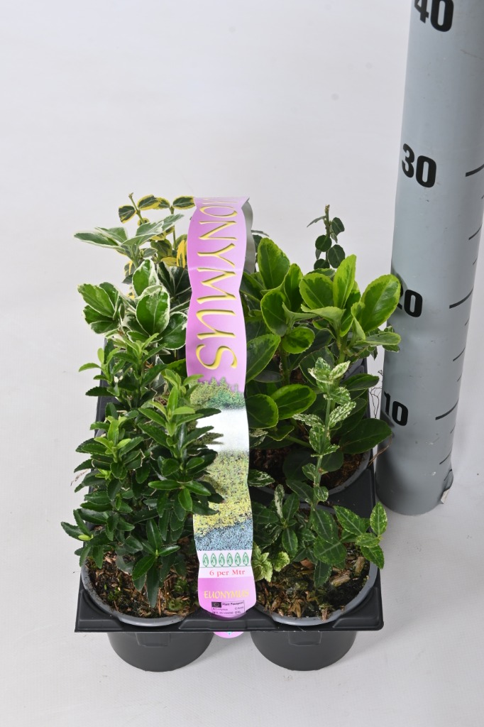 Picture of Euonymus in varieties 6-PACKS