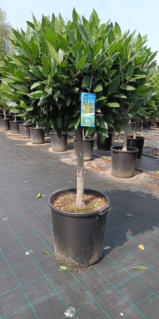Laurus nobilis
