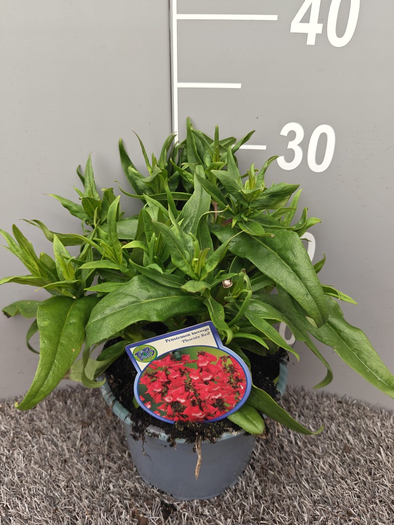 Penstemon hartw. Phoenix Red