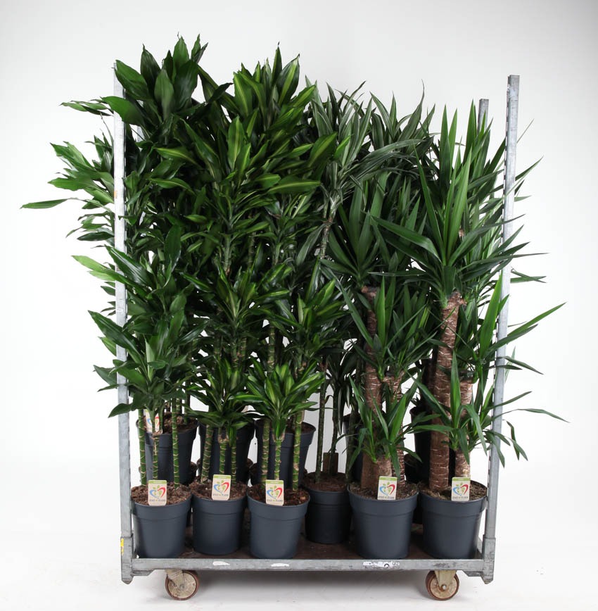 Picture of Trolley Deal 2024 Houseplants in varieties Summer Promo 05 P27 height 160 cm J6