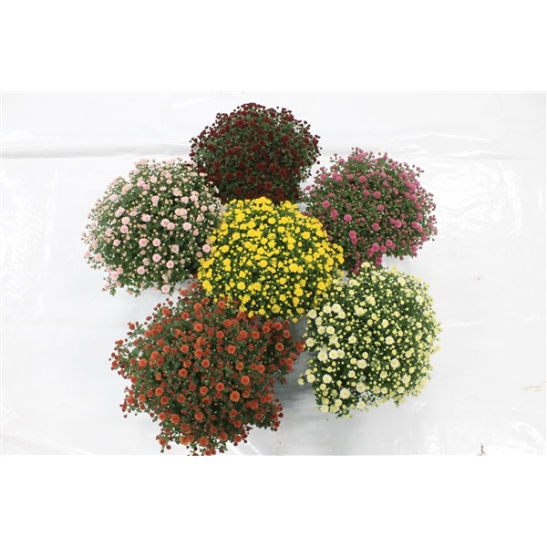 Picture of Trolley Deal 2024 Chrysanthemum in varieties BALL P19 (3 Ltr) F.O. (032)