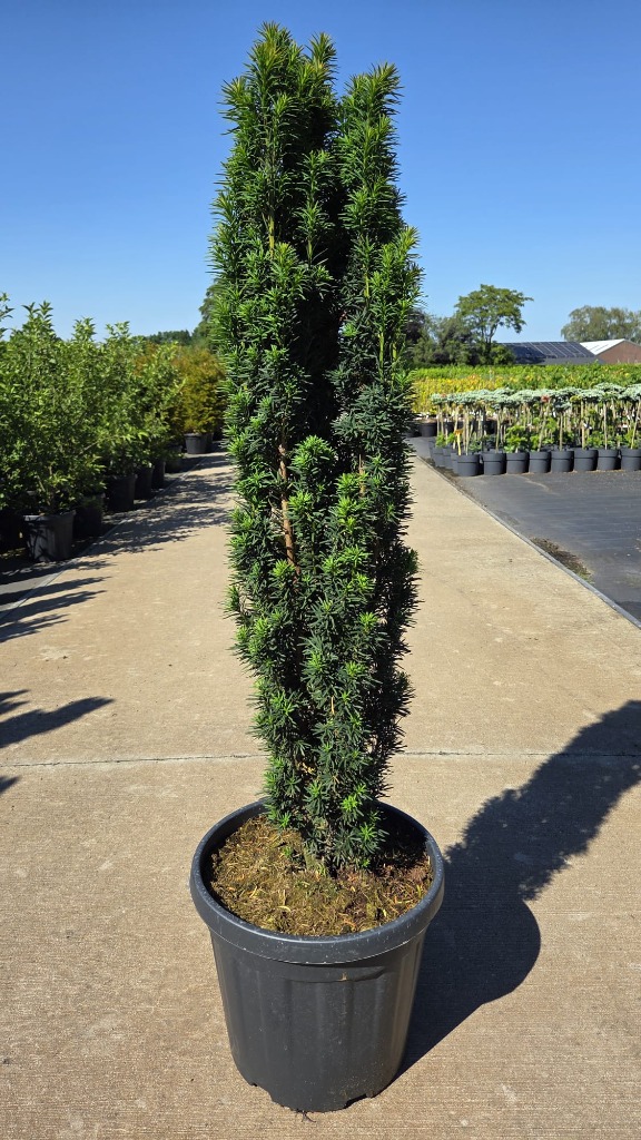 Taxus b. Fastigiata Robusta