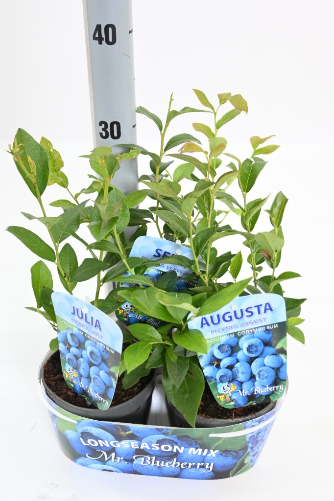 Picture of Vaccinium corymbosum in varieties 3-PACKS