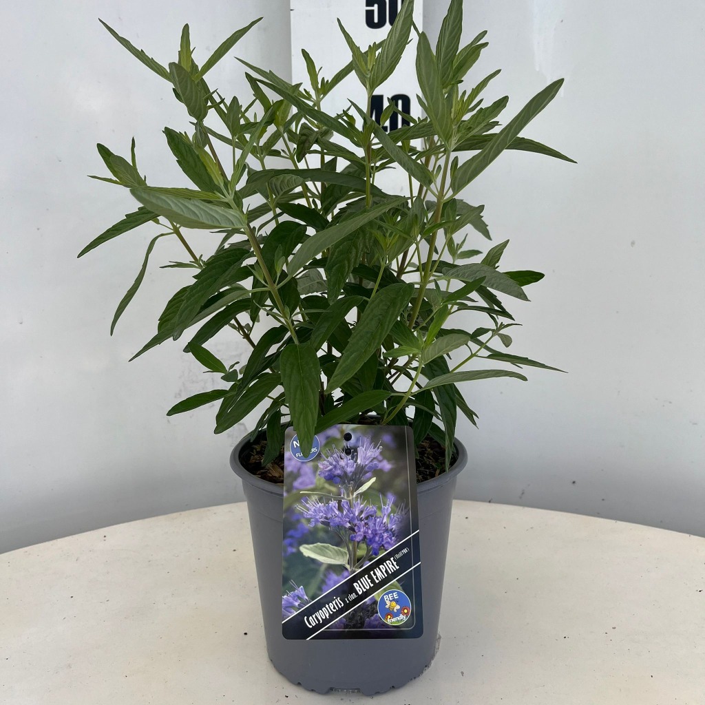 Picture of Caryopteris cland. Blue Empire P17-(2.5-LTR)