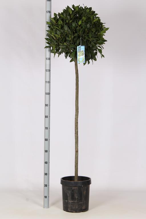 Picture of Laurus nobilis P29 (10 Ltr) 110/STD-45/50-HEAD