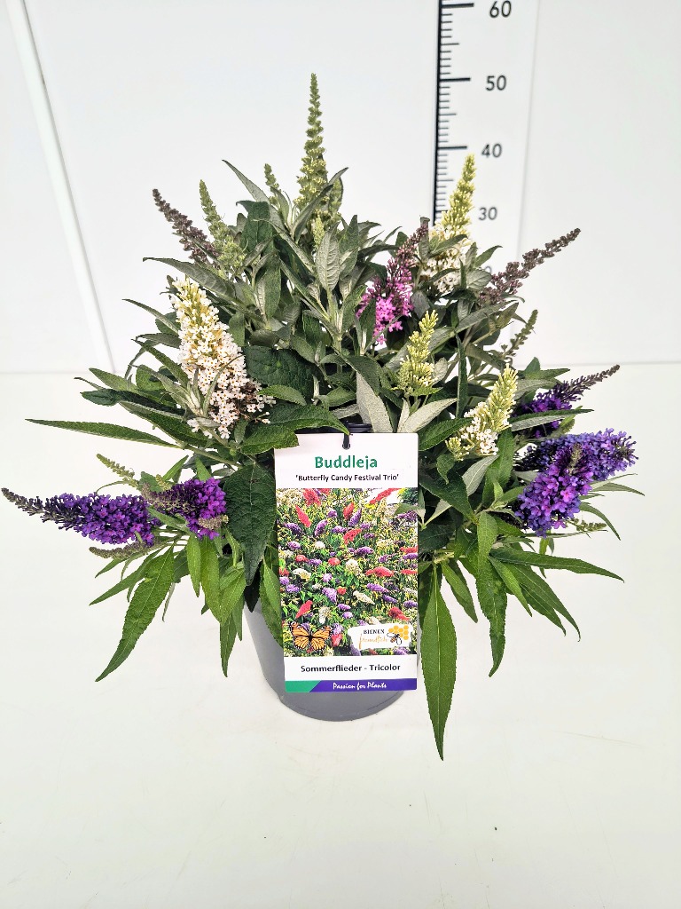 Afbeeldingen van Buddleja Butterfly Candy Festival Trio P23 (5 Ltr)