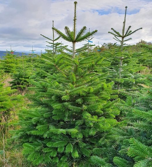 Picture of Trolley Deal 2024 ABIES NORDMANNIANA P29 (10 Ltr) 150/175 INC POT/POTGROWN